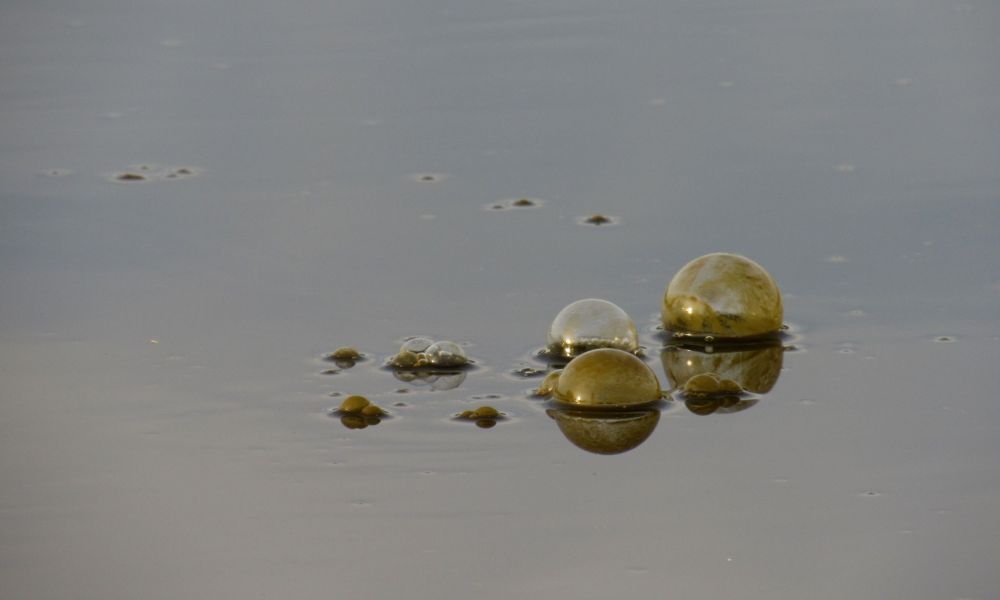 Burbujas sospechosas en el lago Municipal