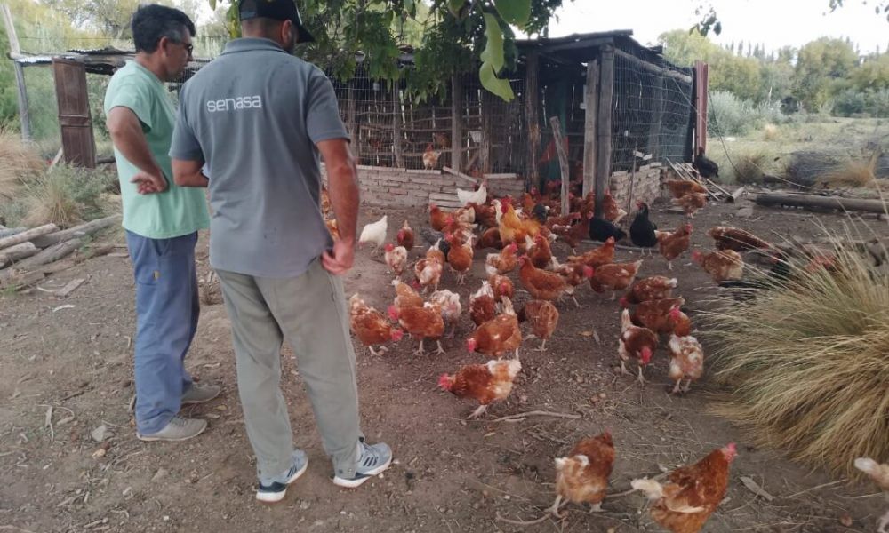 Gripe aviar en la provincia de Buenos Aires
