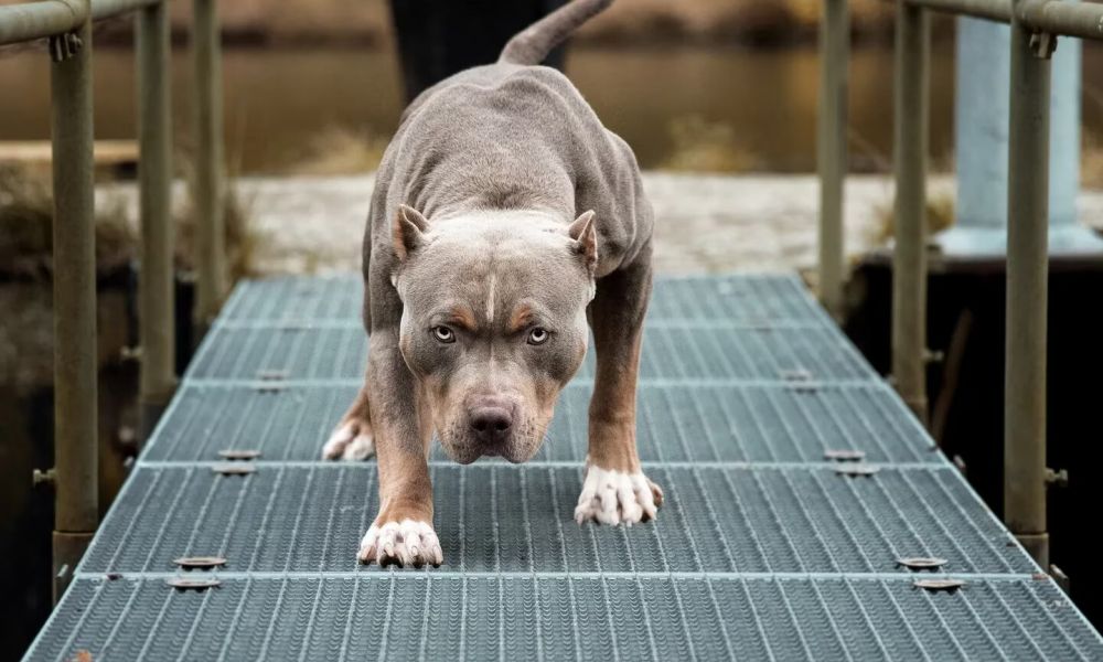 Otra vez un pitbull en un ataque feroz