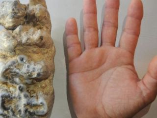 San Pedro: Hallan un molar y partes �seas de un mastodonte