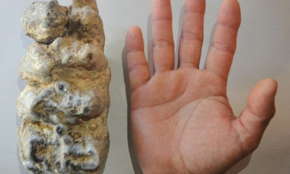 Hallan un molar y partes óseas de un mastodonte