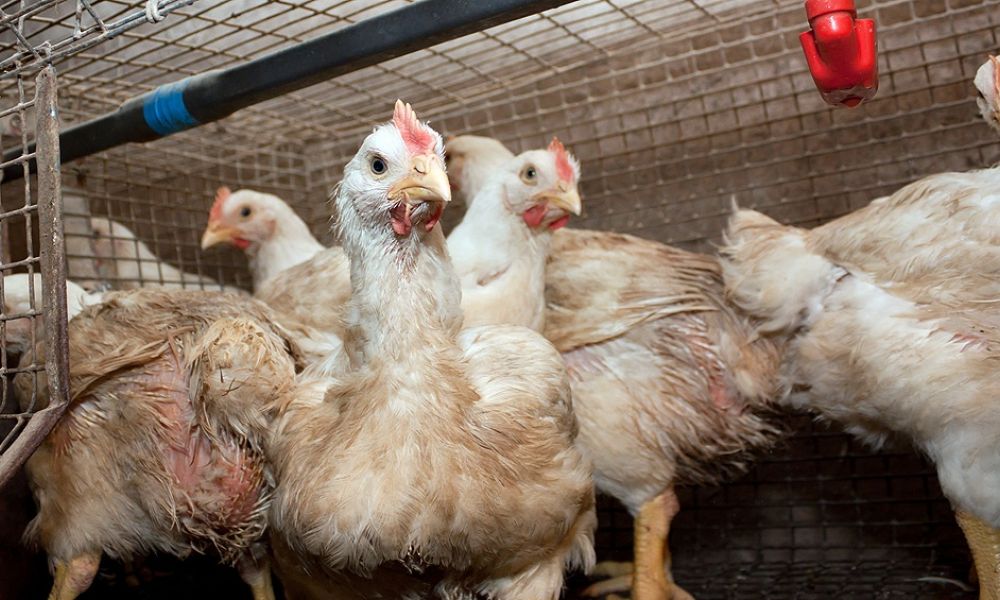 Senasa confirma casos de influenza aviar