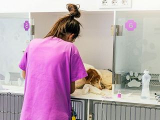 Cientficos argentinos buscan la presencia de coronavirus en perros, gatos, hurones y camlidos