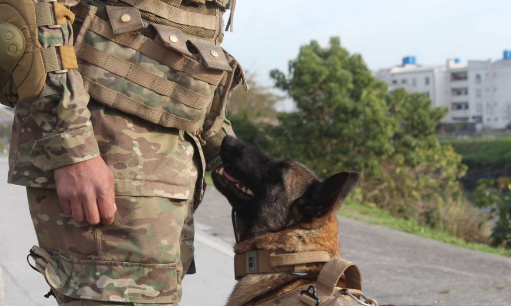 Los nuevos héroes caninos listos para el rescate