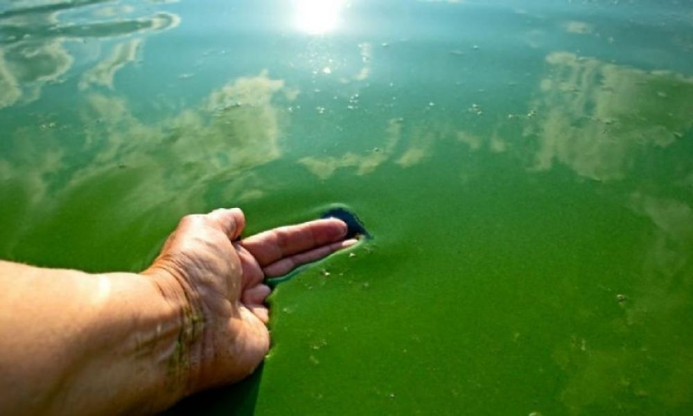 alerta por presencia de cianobacterias en balnearios