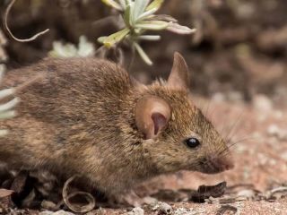 Confirman una nueva muerte por hantavirus: Era un hombre de Chacabuco internado en Jun�n