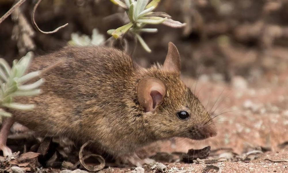 Confirman una nueva muerte por hantavirus