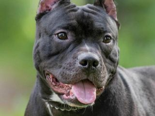 Tragedia en Córdoba: Murió un nene de 3 años tras el ataque de un pitbull