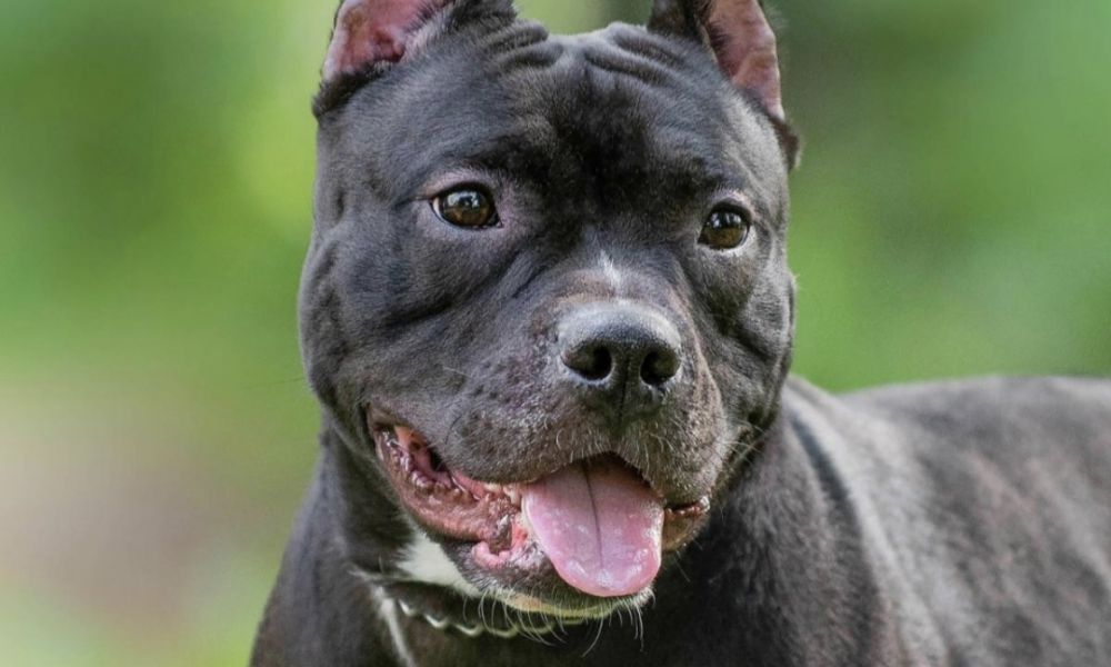 Murió un nene de 3 años tras el ataque de un pitbull