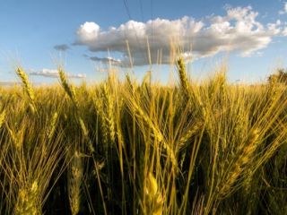 Por los buenos rindes, vuelven a elevar la estimacin de la cosecha rcord de trigo