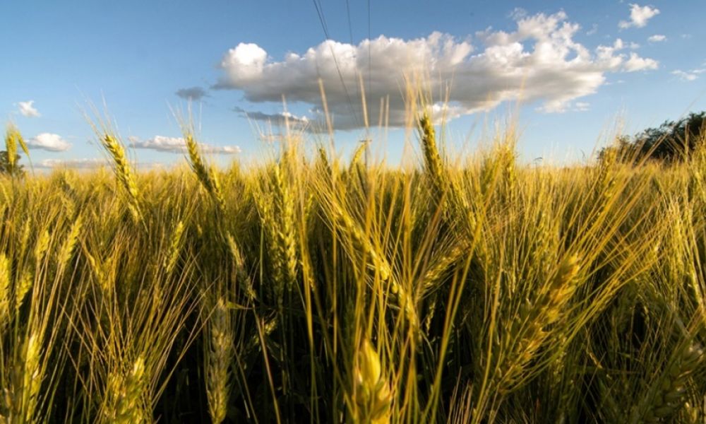 Vuelven a elevar la estimación de la cosecha récord de trigo