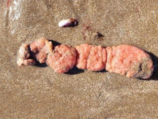 Mar del Plata: aparecieron papas de mar en las playas del sur y recomiendan no tocarlas