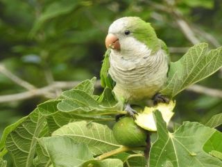 Aumentan a siete las muertes por Psitacosis en la provincia: Advierten sobre riesgos de contagio por aves