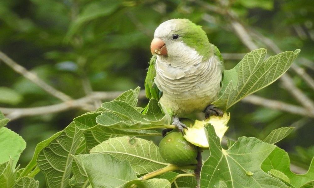 Aumentan a siete las muertes por Psitacosis