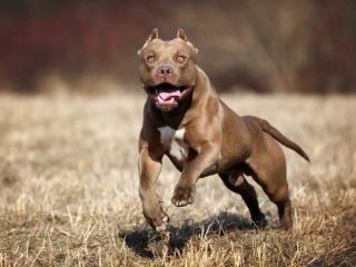 Murió un nene de 4 años tras ser atacado por un pitbull