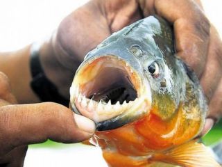 Ataque de palometas en el Paran: una adolescente perdi un dedo y hubo ms de 30 heridos