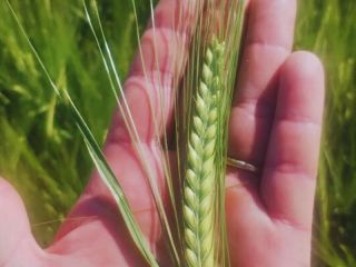 Beatriz INTA: La nueva cebada cervecera que busca revolucionar el rendimiento en la región pampeana