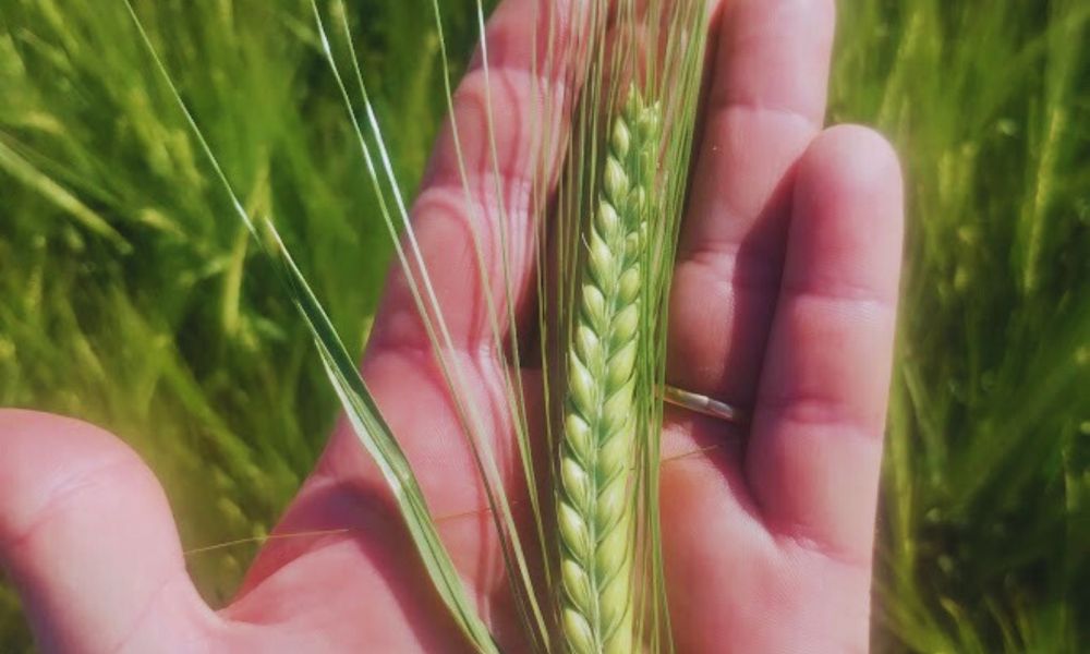 Beatriz INTA: La nueva cebada cervecera