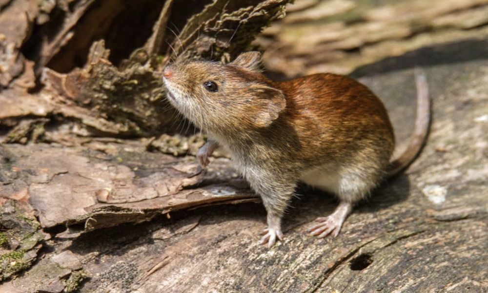 Alerta por Fiebre Hemorrágica Argentina