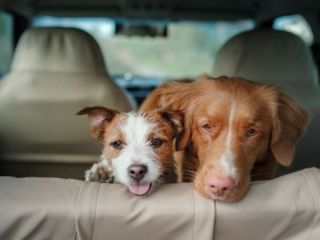 Vacaciones con mascotas: recomendaciones para un viaje seguro