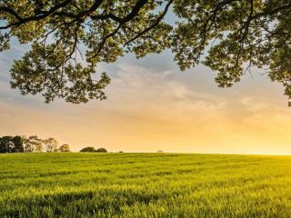 Cuáles son los municipios y departamentos con más tierras en manos extranjeras en Argentina