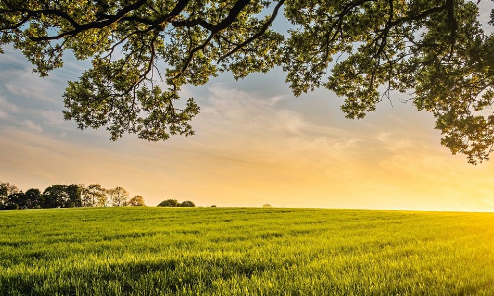 Los municipios con más tierras en manos extranjeras