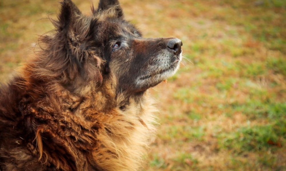 El Móvil de Veterinaria estará en el Barrio San Martín