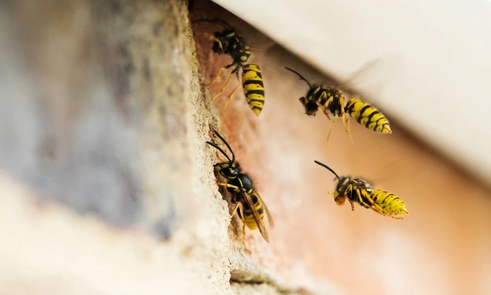 Hombre muere en Rosario tras ataque de avispas