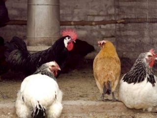 Gripe aviar: establecen nuevas medidas sanitarias de emergencia en todo el pas