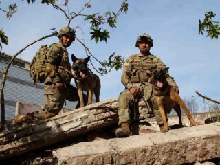Derek y Jack: Los nuevos hroes caninos listos para el rescate
