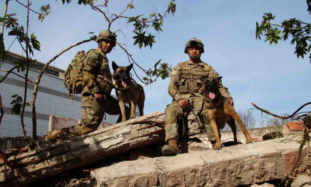 Los nuevos héroes caninos listos para el rescate