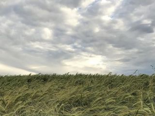 La Ni�a se consolida en 2020 con m�s escasez de lluvias