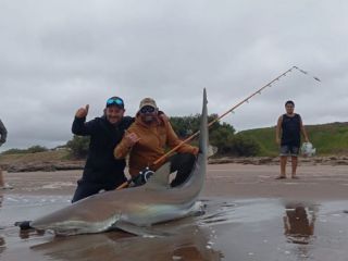 Pesca memorable en Claromec: capturan y liberan un tiburn bacota de 2,49 metros