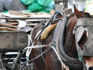 Impulsan ley para prohibir carros tirados por caballos en ciudades bonaerenses