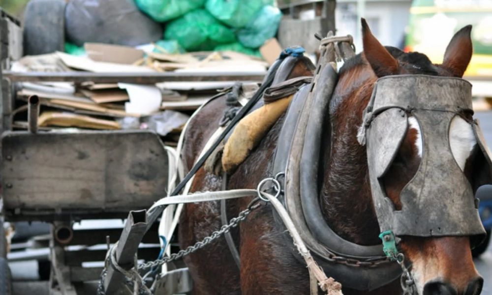 Impulsan ley para prohibir carros tirados por caballos
