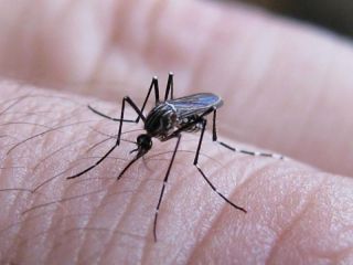 Aumento alarmante: se triplican las muertes por Dengue en la provincia de Buenos Aires