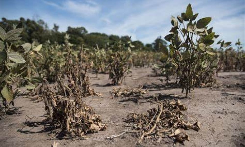 Sequía en el campo