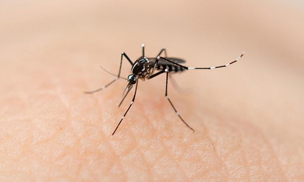 Dengue: Estamos en la meseta y en el descenso de casos