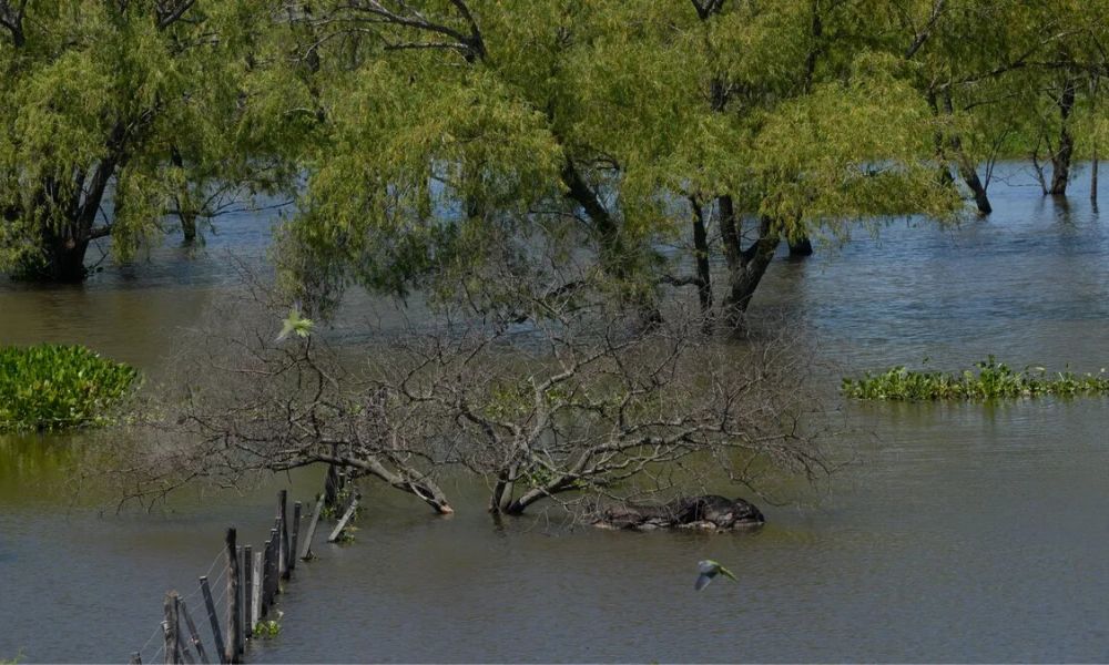Alerta ante la crecida del Río Paraná