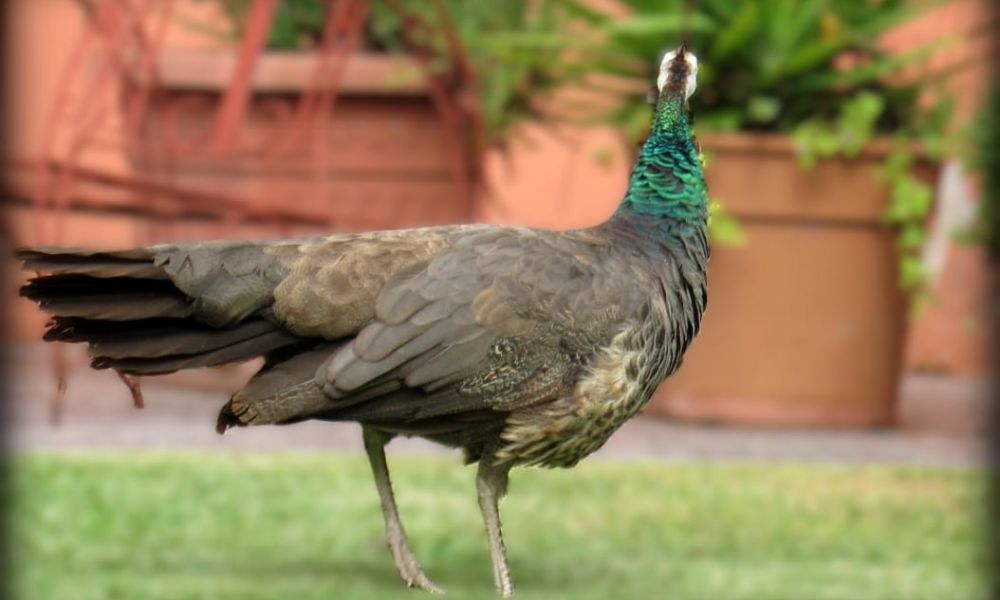 Una pava real sorprendió a vecinos de Colón