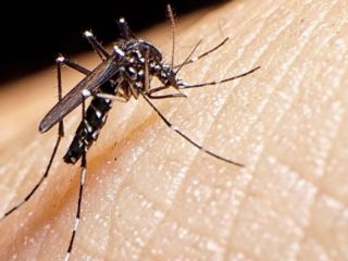 Alerta en Pergamino: Confirman un caso de dengue importado