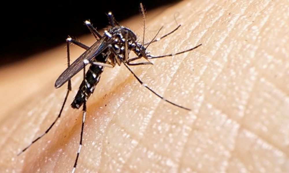 Confirman un caso de dengue importado