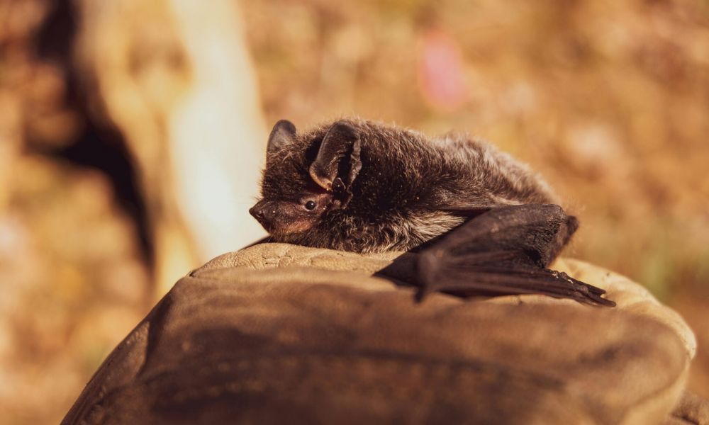 Detectan murciélago con rabia en Pergamino