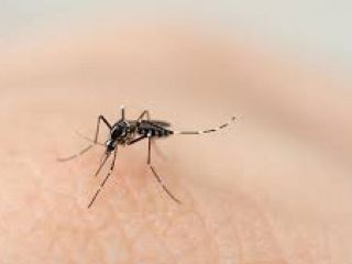 Pergamino: Luego de las lluvias buscan evitar la proliferaci�n de mosquitos
