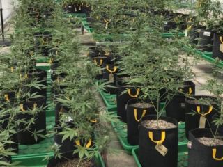 Pergamino: se robaron 50 plantas de marihuana de los cultivos medicinales del INTA
