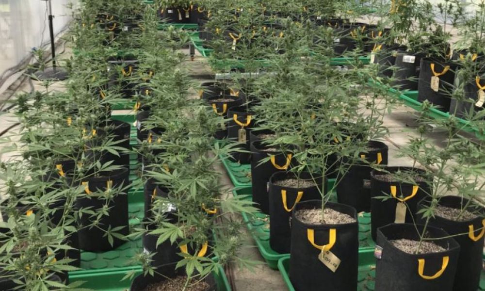 Robaron 50 plantas de marihuana del INTA