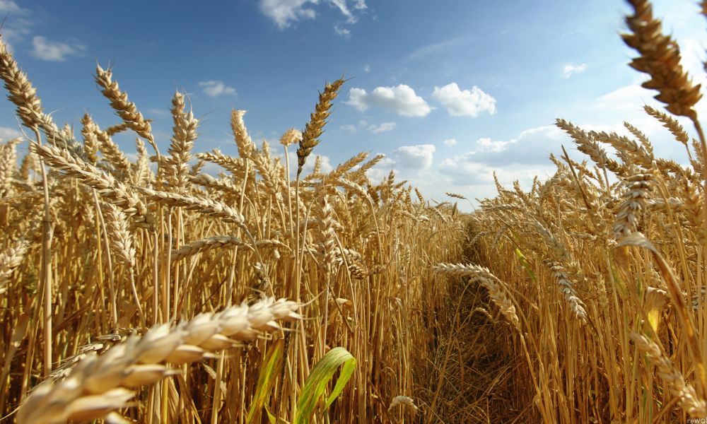 Estiman exportaciones récord de trigo y cebada