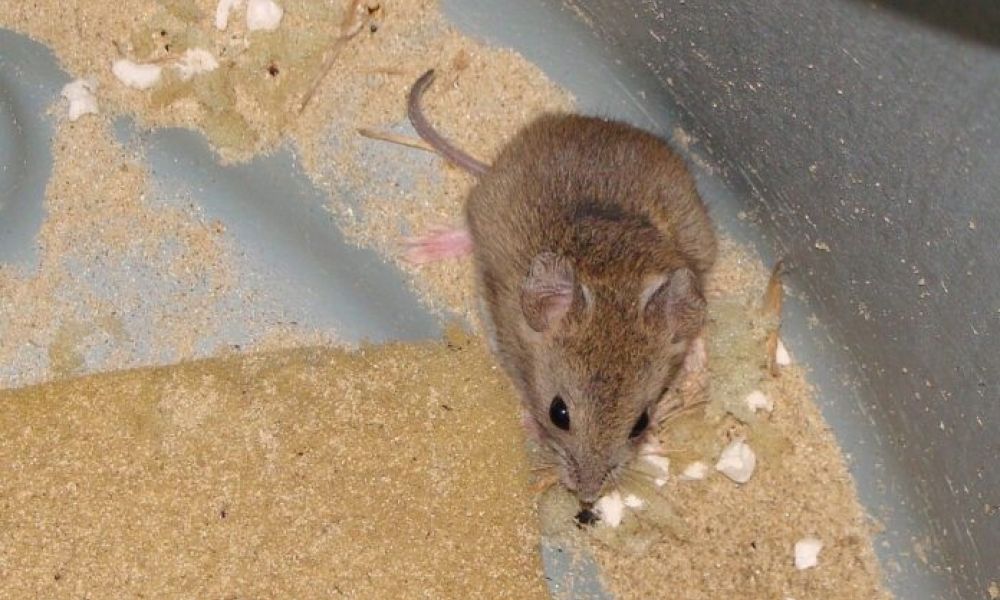 Fiebre Hemorrágica Argentina