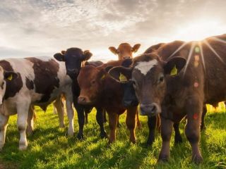 Calor extremo en el campo: Claves para proteger la hacienda y evitar p�rdidas