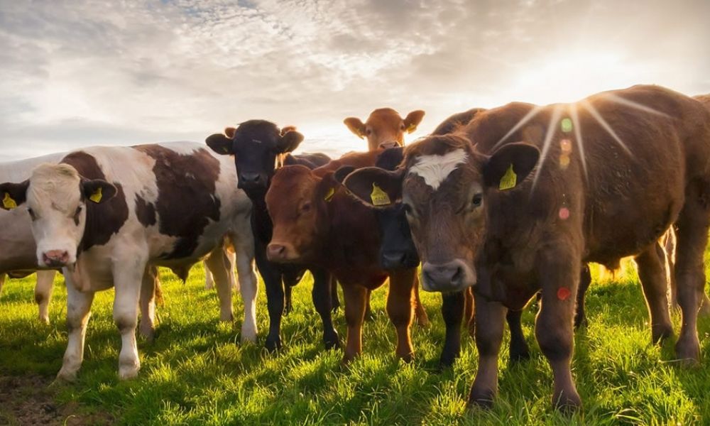 Calor extremo en el campo